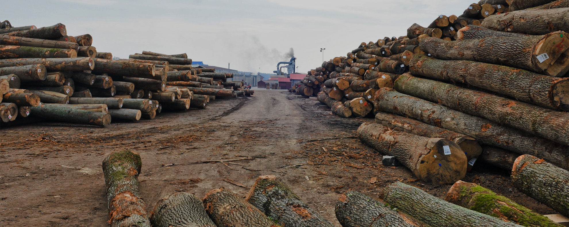 Corà Timber Industries Rooted in quality and trust